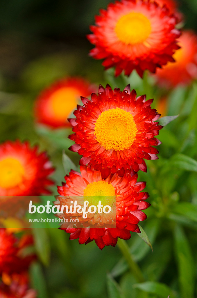 572071 - Golden everlasting (Xerochrysum bracteatum 'Sunbrella Red' syn. Helichrysum bracteatum 'Sunbrella Red')