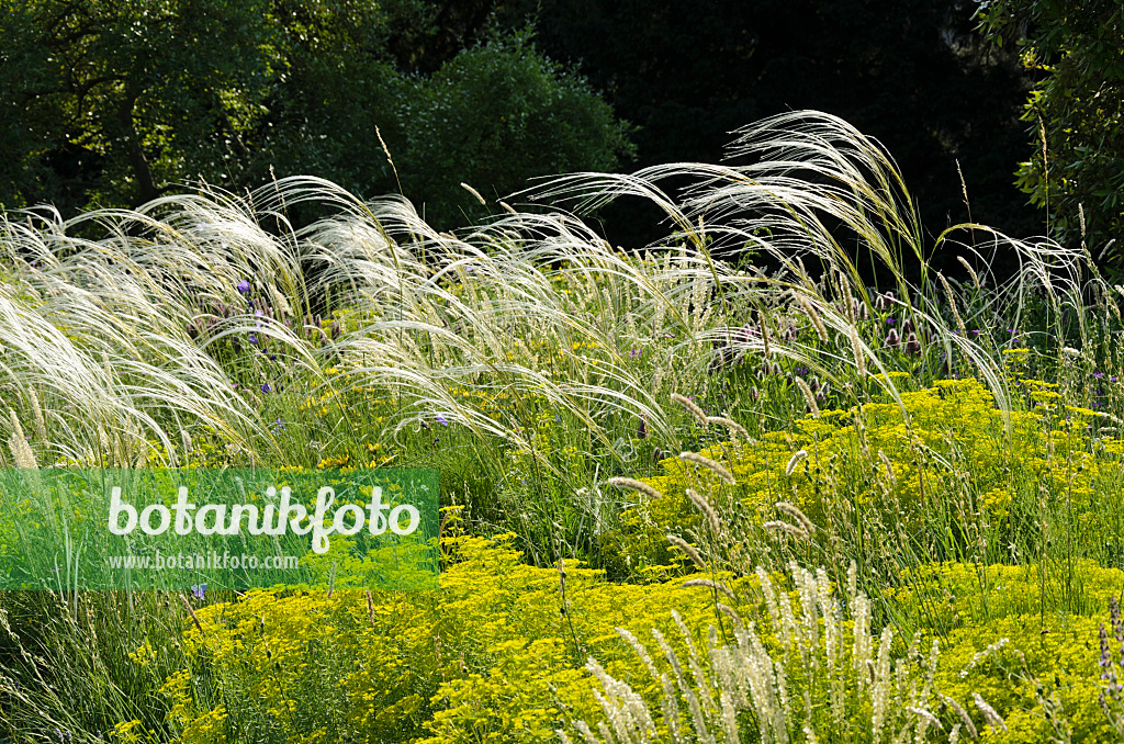 521127 - Golden feather grass (Stipa pulcherrima) and Seguier's spurge (Euphorbia seguieriana)