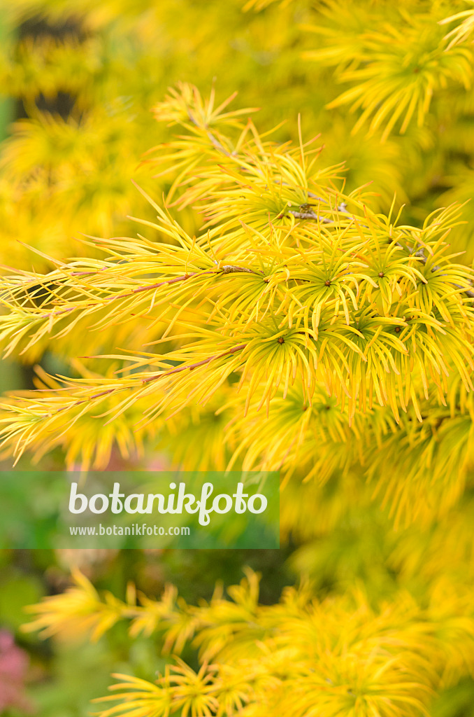 525062 - Golden larch (Pseudolarix amabilis)