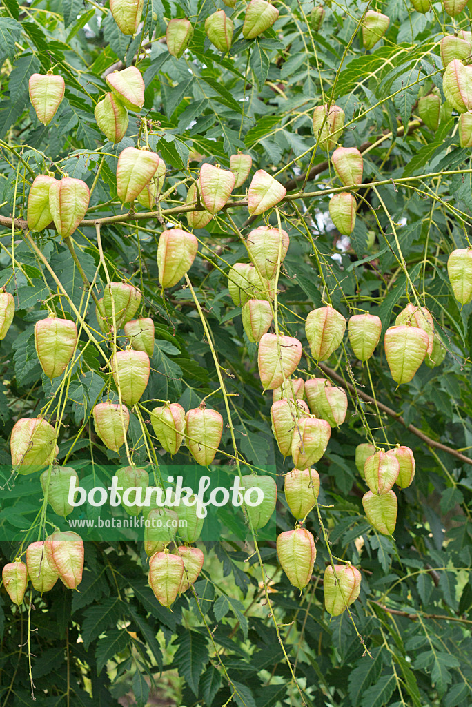 559114 - Golden rain tree (Koelreuteria paniculata var. apiculata)