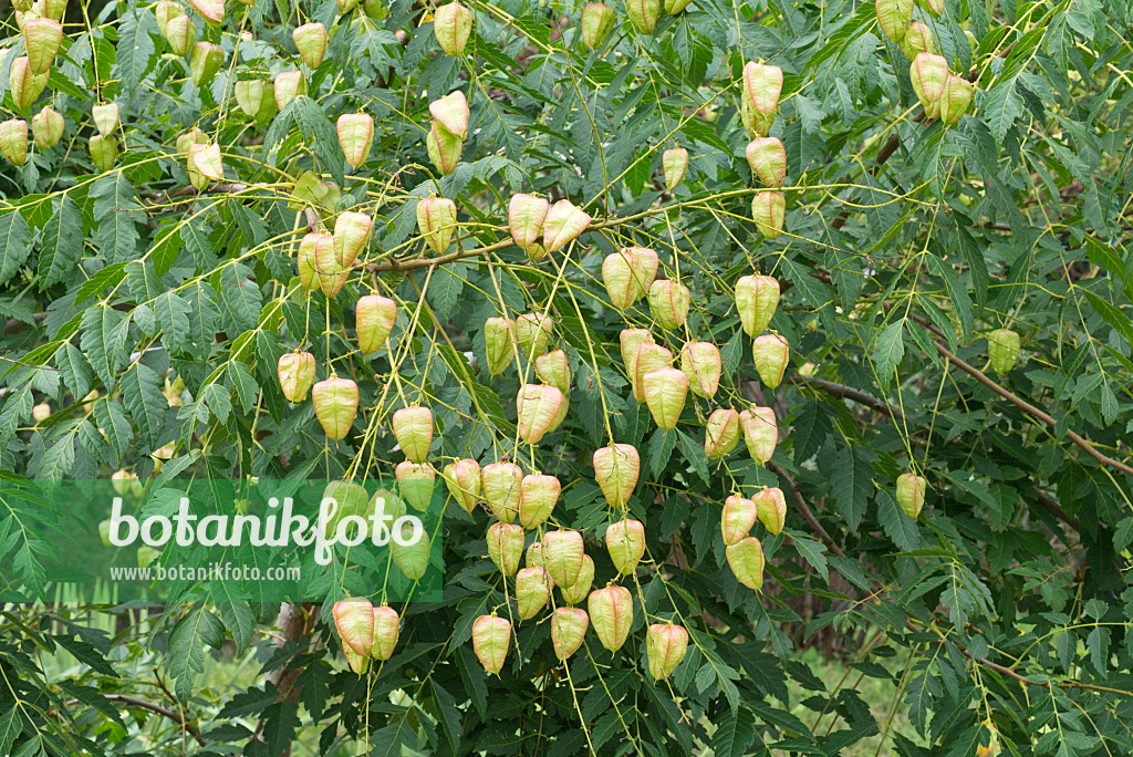 559115 - Golden rain tree (Koelreuteria paniculata var. apiculata)