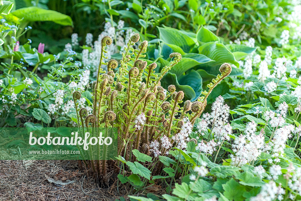 625185 - Golden shield fern (Dryopteris affinis 'Crispa') and threeleaf foamflower (Tiarella cordifolia)