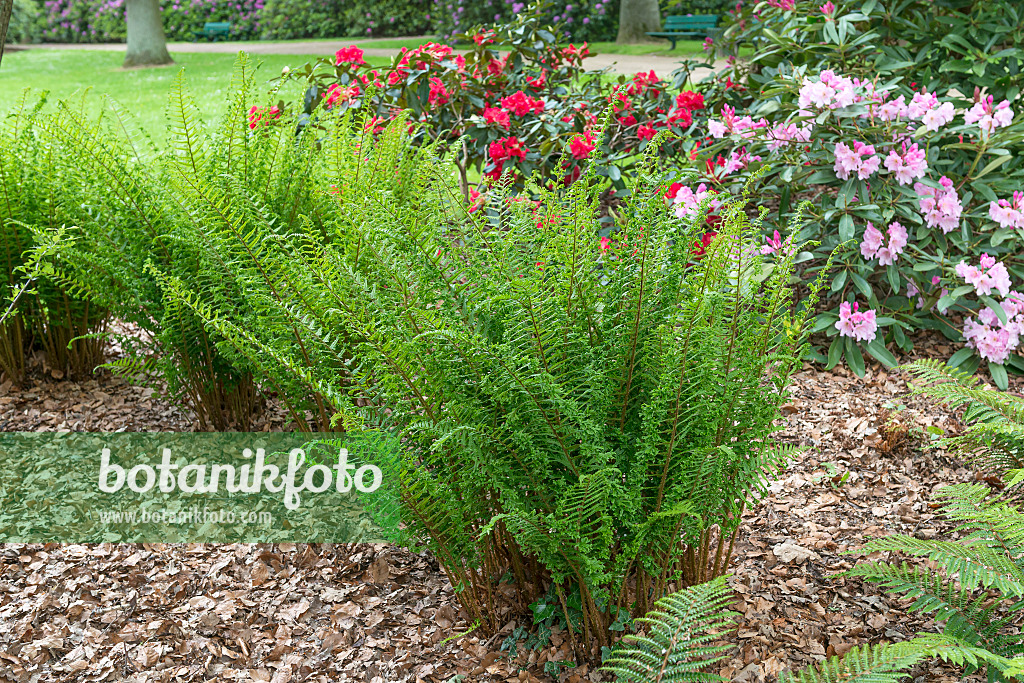 625189 - Golden shield fern (Dryopteris affinis 'Cristata')