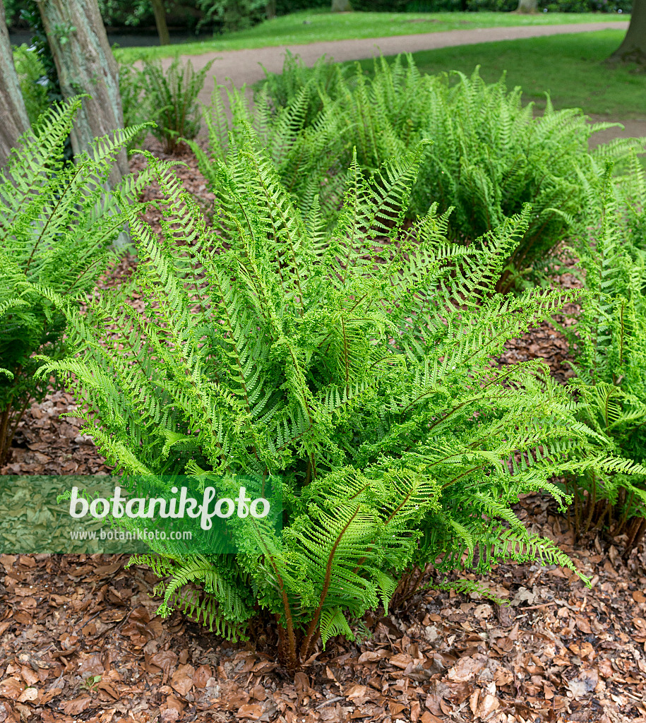 625190 - Golden shield fern (Dryopteris affinis 'Cristata')