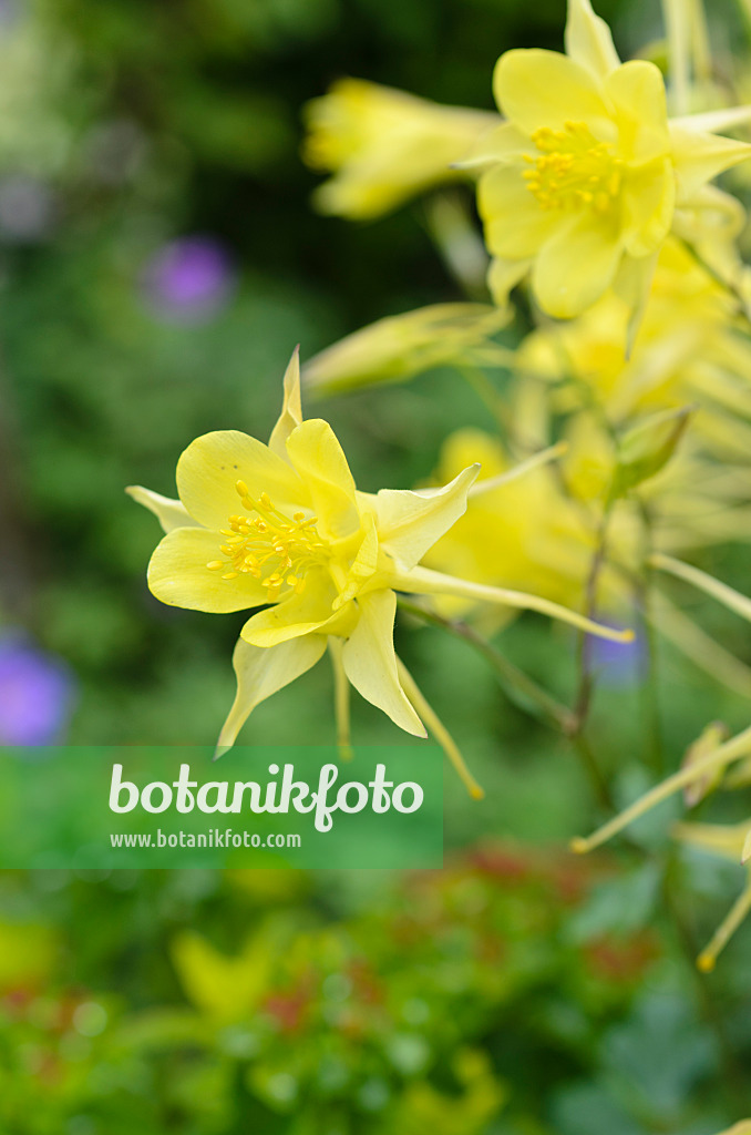 497024 - Golden spurred columbine (Aquilegia chrysantha 'Yellow Queen')