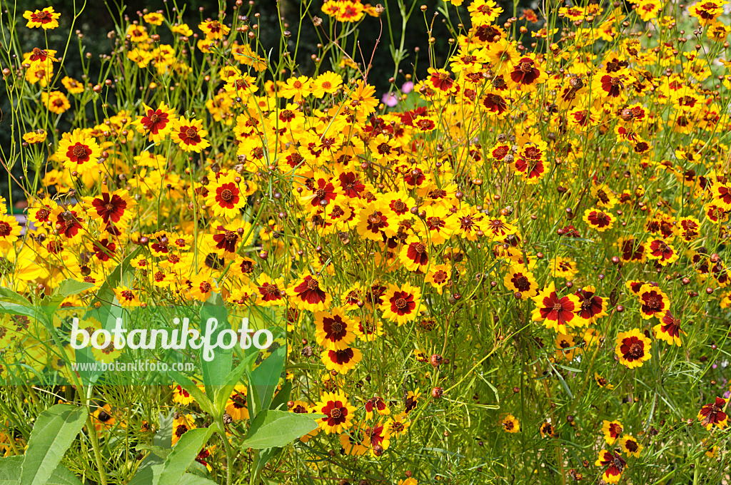 487236 - Golden tickseed (Coreopsis tinctoria)