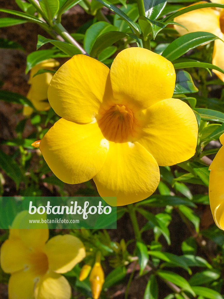 411202 - Golden trumpet (Allamanda cathartica)