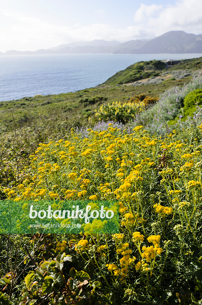 508463 - Golden yarrow (Eriophyllum confertiflorum)