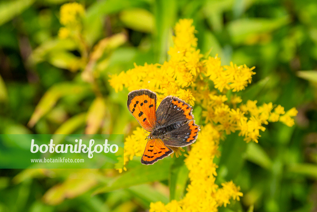 625084 - Goldenrod (Solidago) and common copper (Lycaena phlaeas)