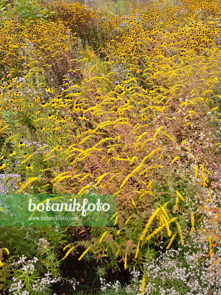 418051 - Goldenrod (Solidago) and cone flower (Rudbeckia)