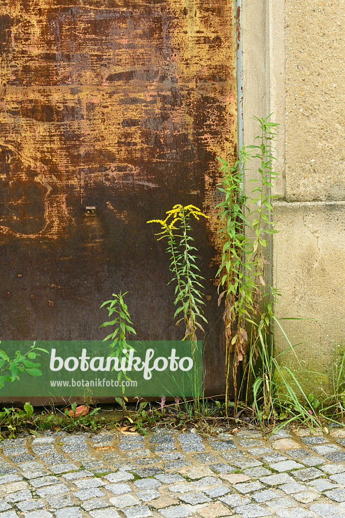 559036 - Goldenrod (Solidago) in front of a house entrance, Görlitz, Germany