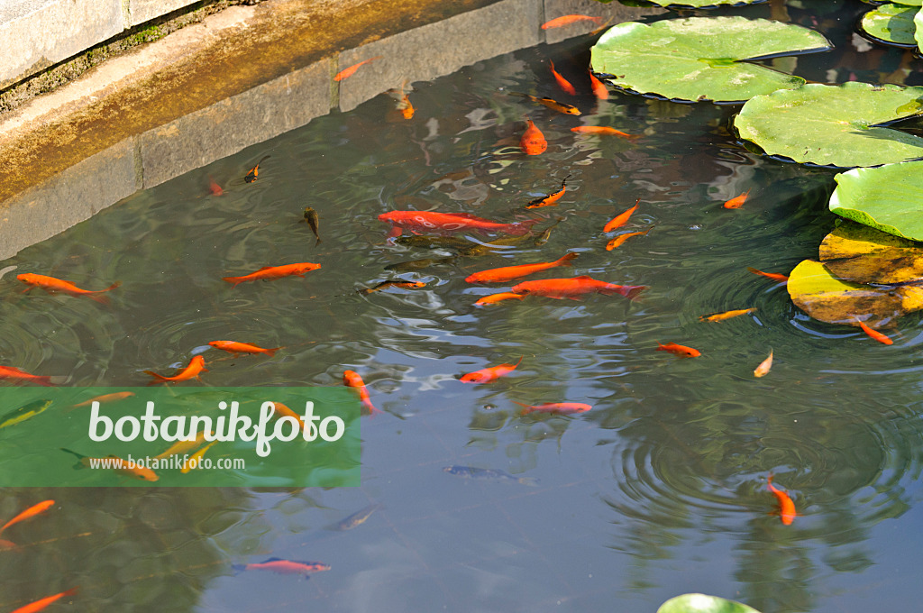 486220 - Goldfish (Carassius auratus)  in a garden pond with water lily leaves