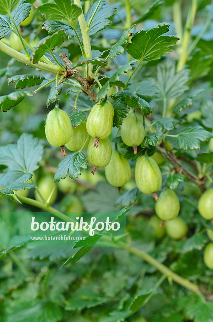 497050 - Gooseberry (Ribes uva-crispa)