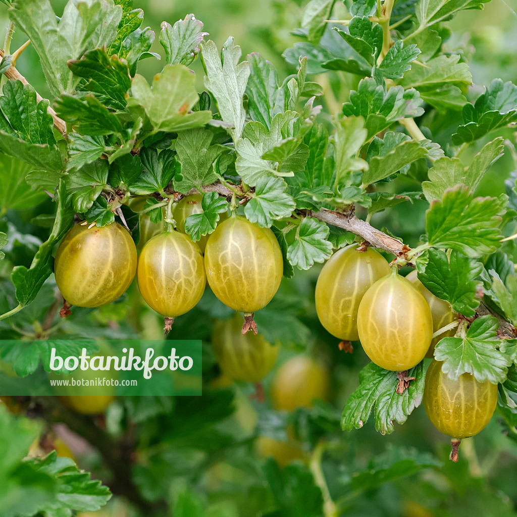 454083 - Gooseberry (Ribes uva-crispa 'Gelbe Triumphbeere')