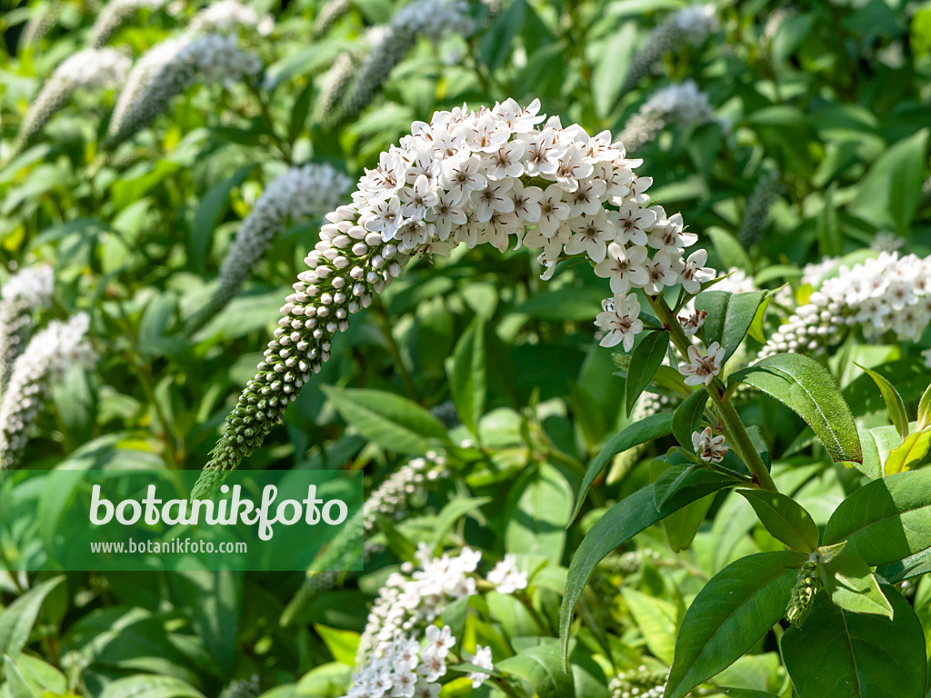 439264 - Gooseneck loosestrife (Lysimachia clethroides)