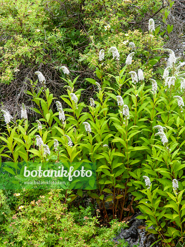 450020 - Gooseneck loosestrife (Lysimachia clethroides)