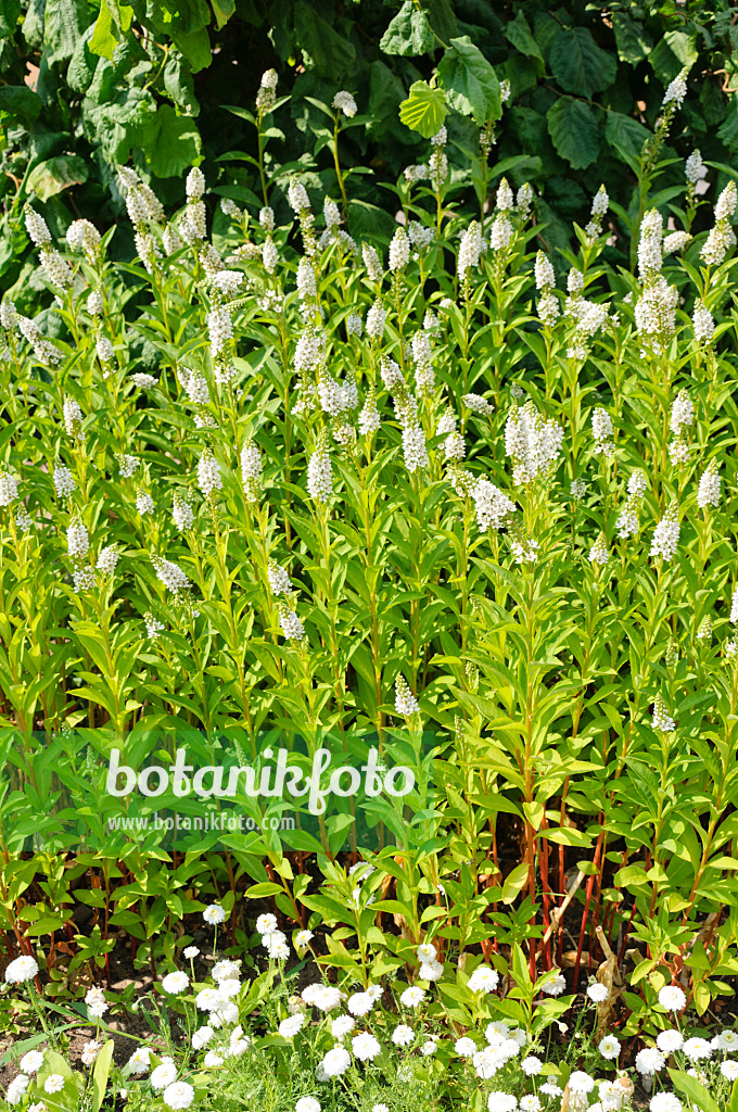 486121 - Gooseneck loosestrife (Lysimachia clethroides)