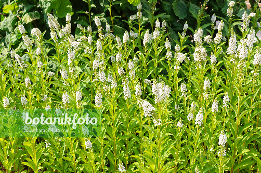 486122 - Gooseneck loosestrife (Lysimachia clethroides)