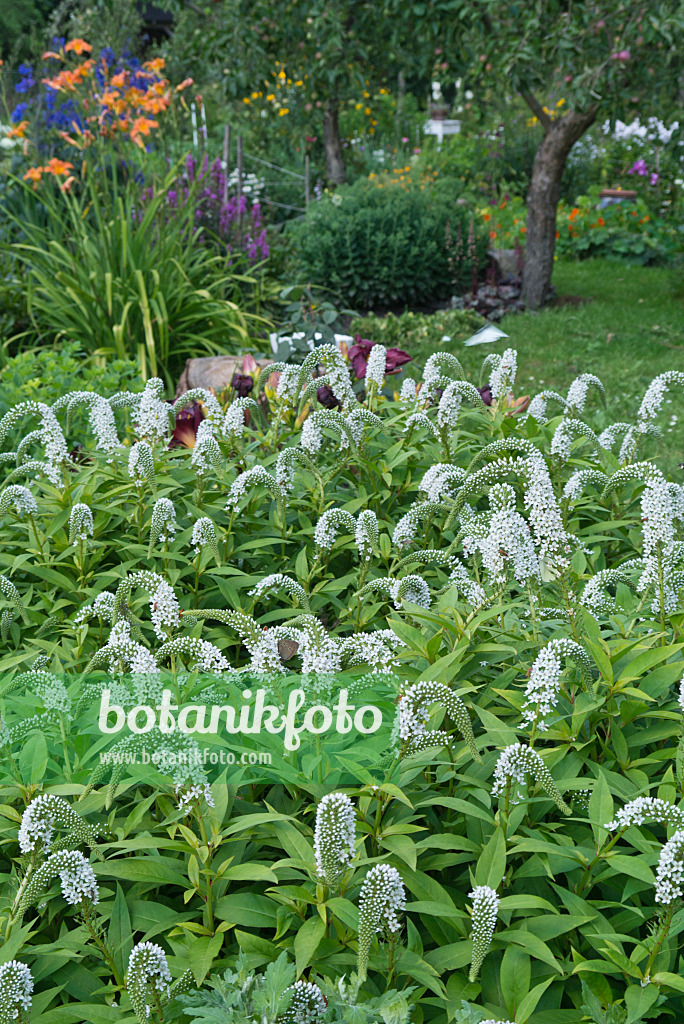 534526 - Gooseneck loosestrife (Lysimachia clethroides)