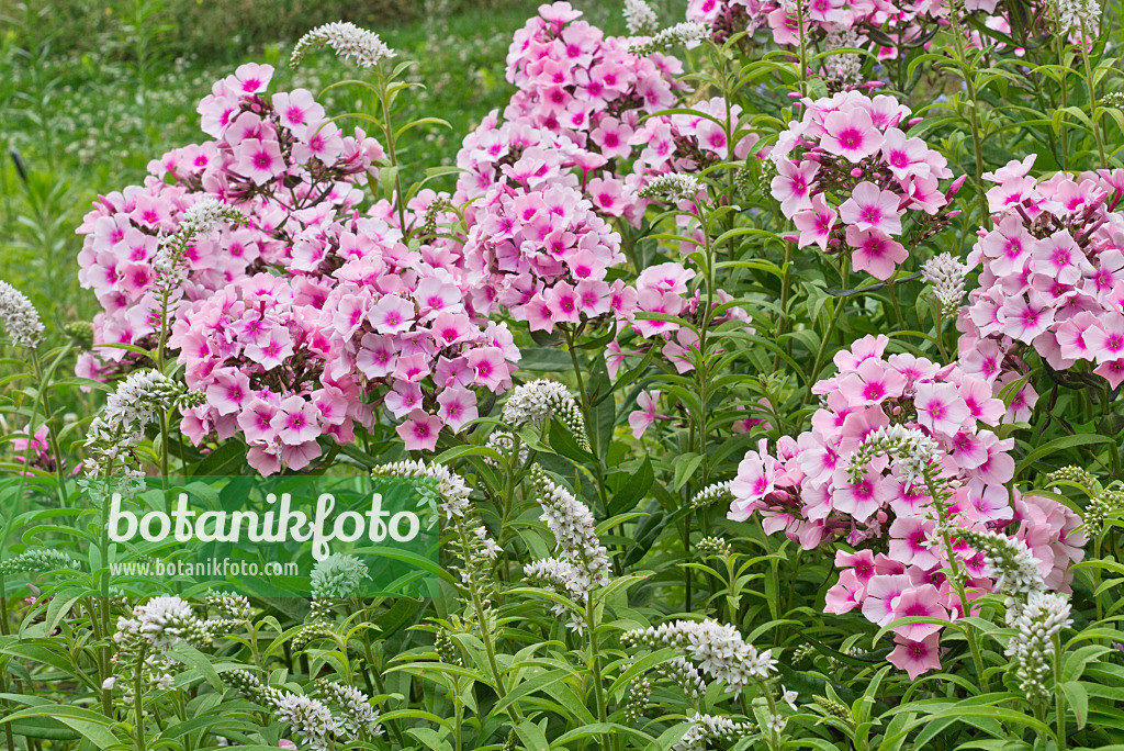 608108 - Gooseneck loosestrife (Lysimachia clethroides) and garden phlox (Phlox paniculata)