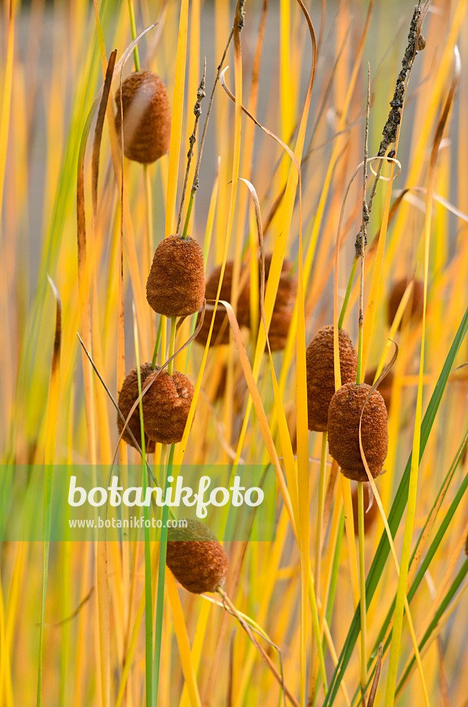 549062 - Graceful cattail (Typha laxmannii)