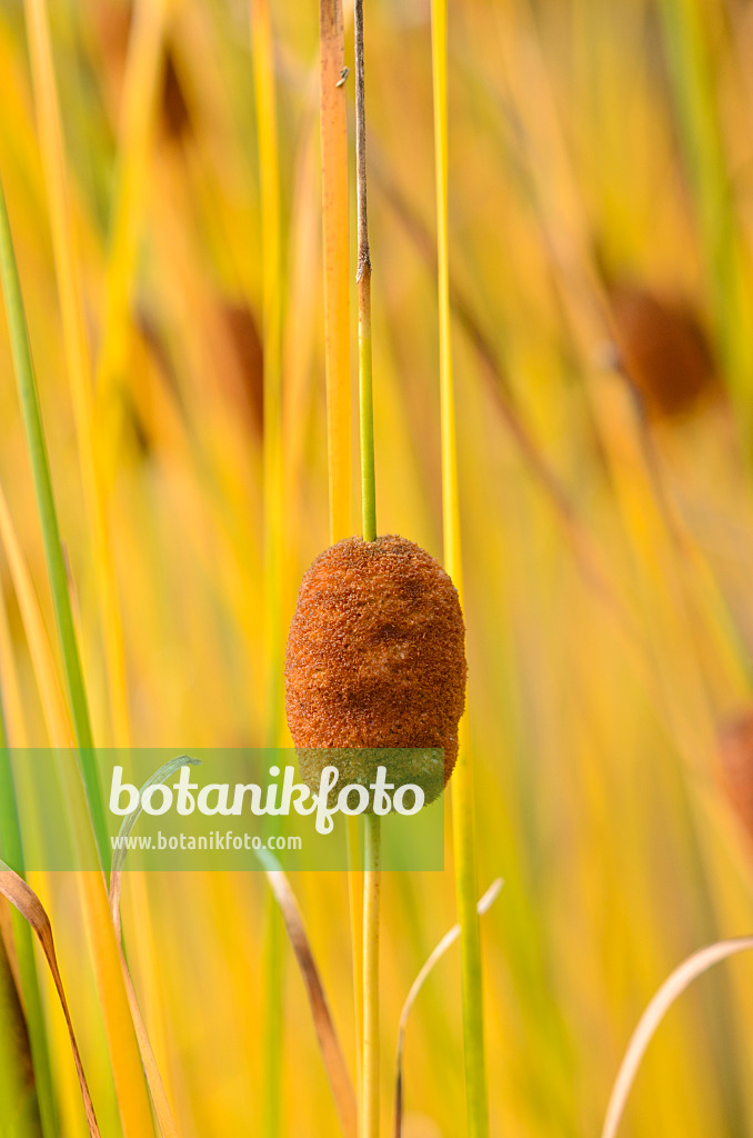 549063 - Graceful cattail (Typha laxmannii)