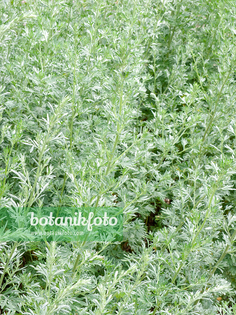 427011 - Grand wormwood (Artemisia absinthium)