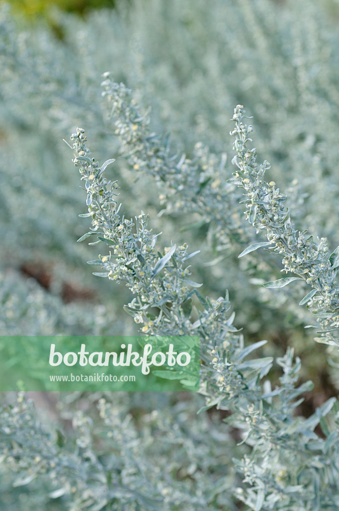 476018 - Grand wormwood (Artemisia absinthium)