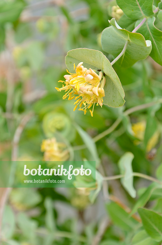 508232 - Grape honeysuckle (Lonicera reticulata 'Kintzley's Ghost')