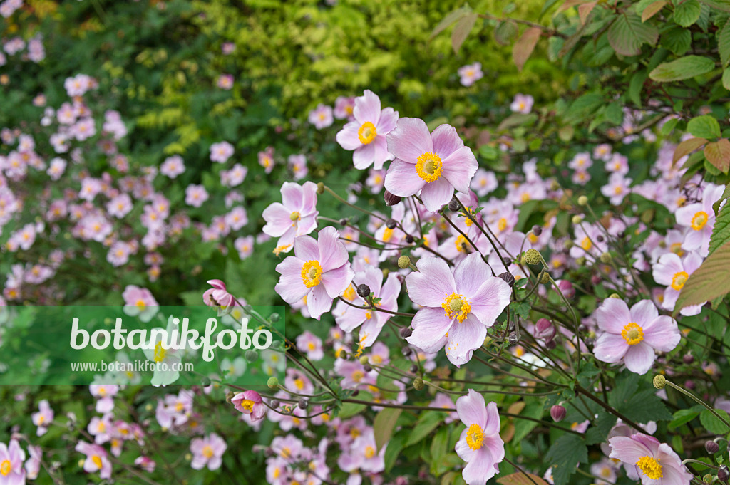 511105 - Grape-leaf anemone (Anemone tomentosa)