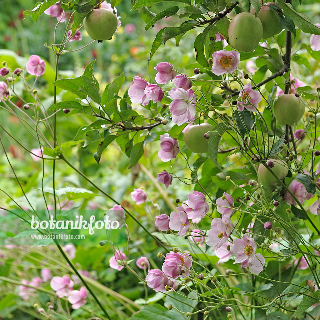 535384 - Grape-leaf anemone (Anemone tomentosa 'Robustissima') and orchard apple (Malus x domestica 'Gloster')