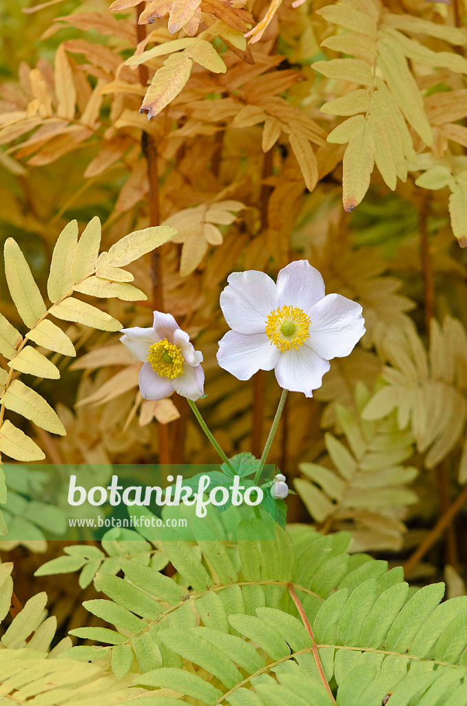 525262 - Grape-leaf anemone (Anemone tomentosa) and royal fern (Osmunda regalis)