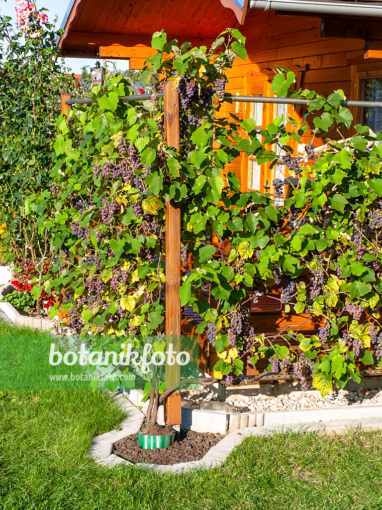 441149 - Grape vine (Vitis vinifera)