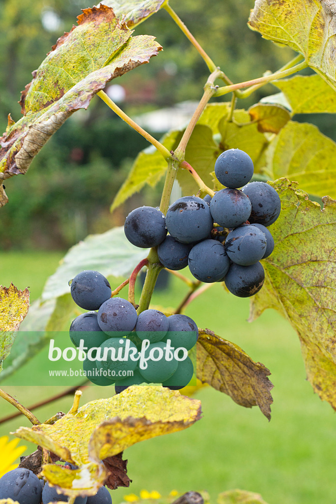 549181 - Grape vine (Vitis vinifera)