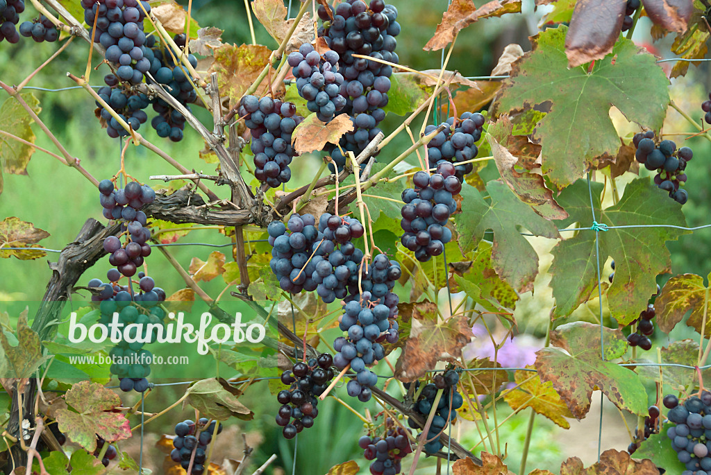 517390 - Grape vine (Vitis vinifera 'Boskoop Glory')