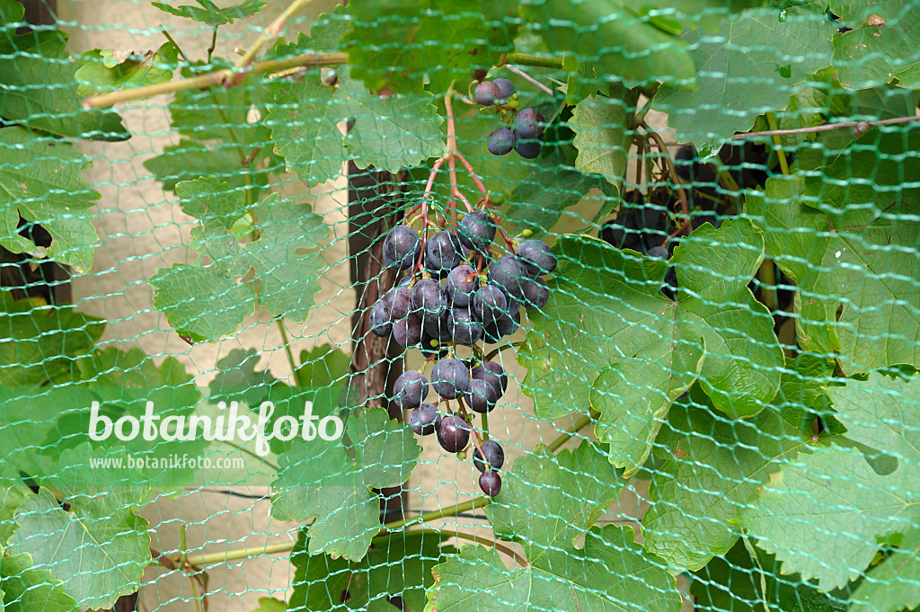 517394 - Grape vine (Vitis vinifera 'Mitschurinski') with bird net