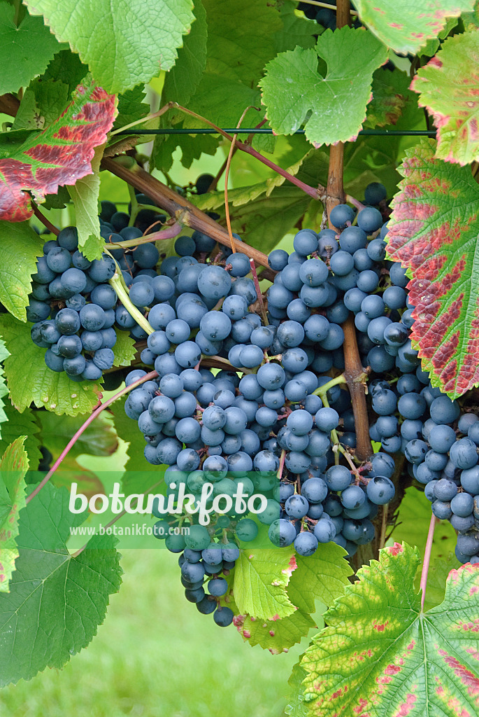 502452 - Grape vine (Vitis vinifera 'Regent')