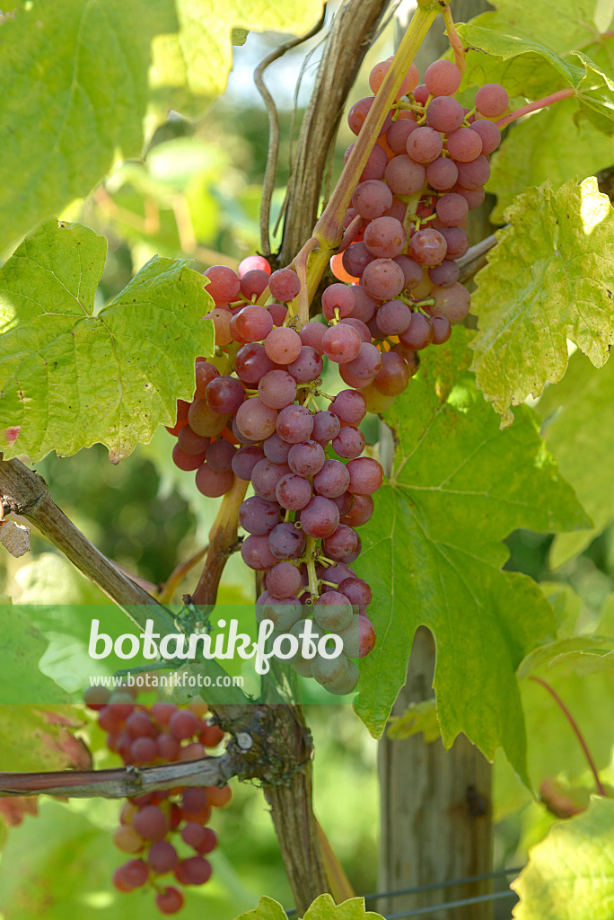 575350 - Grape vine (Vitis vinifera 'Vanessa')