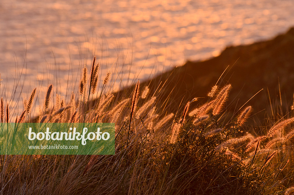 564224 - Grasses in the evening light, Gran Canaria, Spain