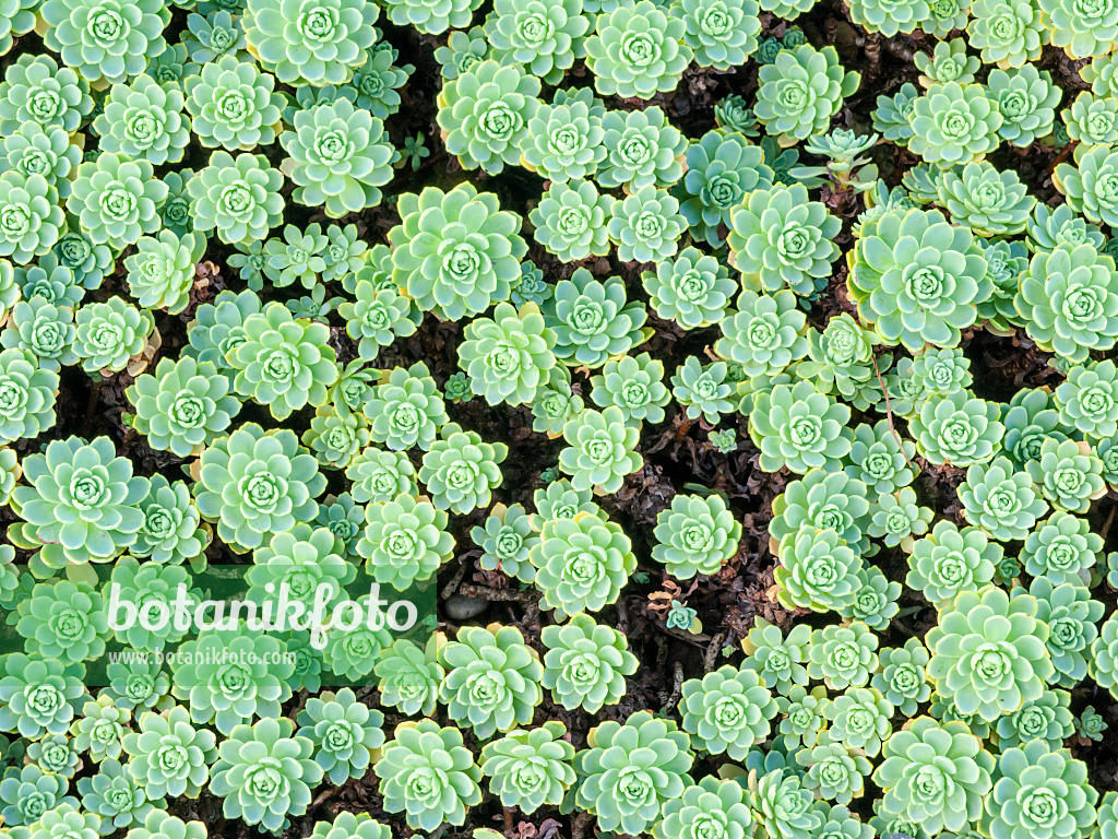 465205 - Gray stonecrop (Sedum pachyclados syn. Rhodiola pachyclados)