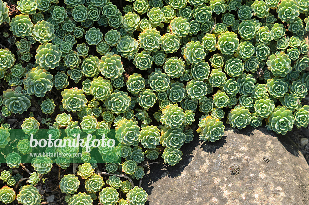 534450 - Gray stonecrop (Sedum pachyclados syn. Rhodiola pachyclados)