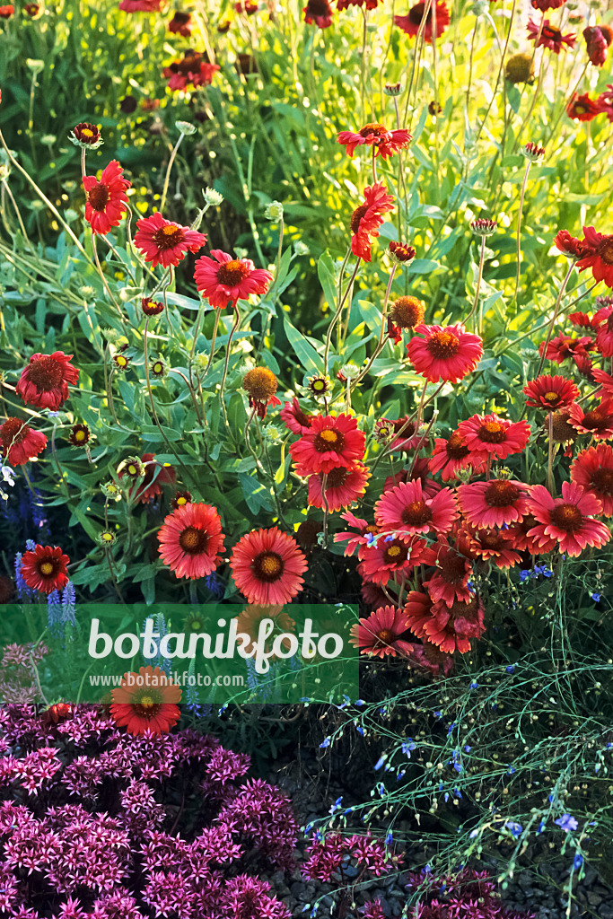 380036 - Great blanket flower (Gaillardia aristata 'Burgunder')