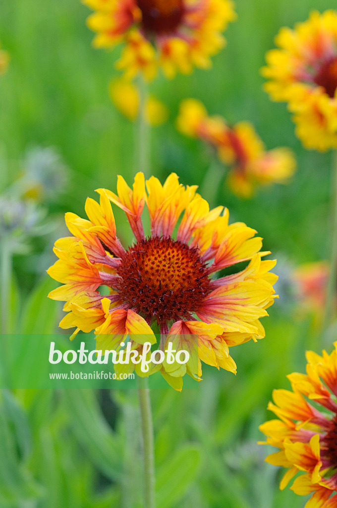 473316 - Great blanket flower (Gaillardia aristata)