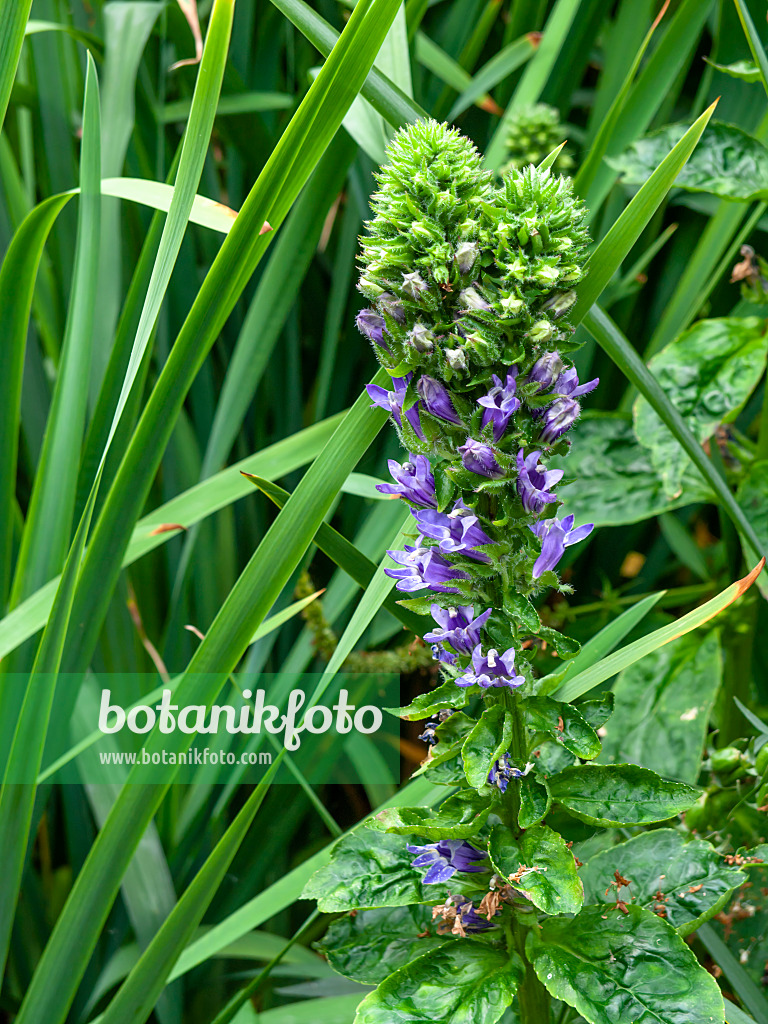 463016 - Great blue lobelia (Lobelia siphilitica)