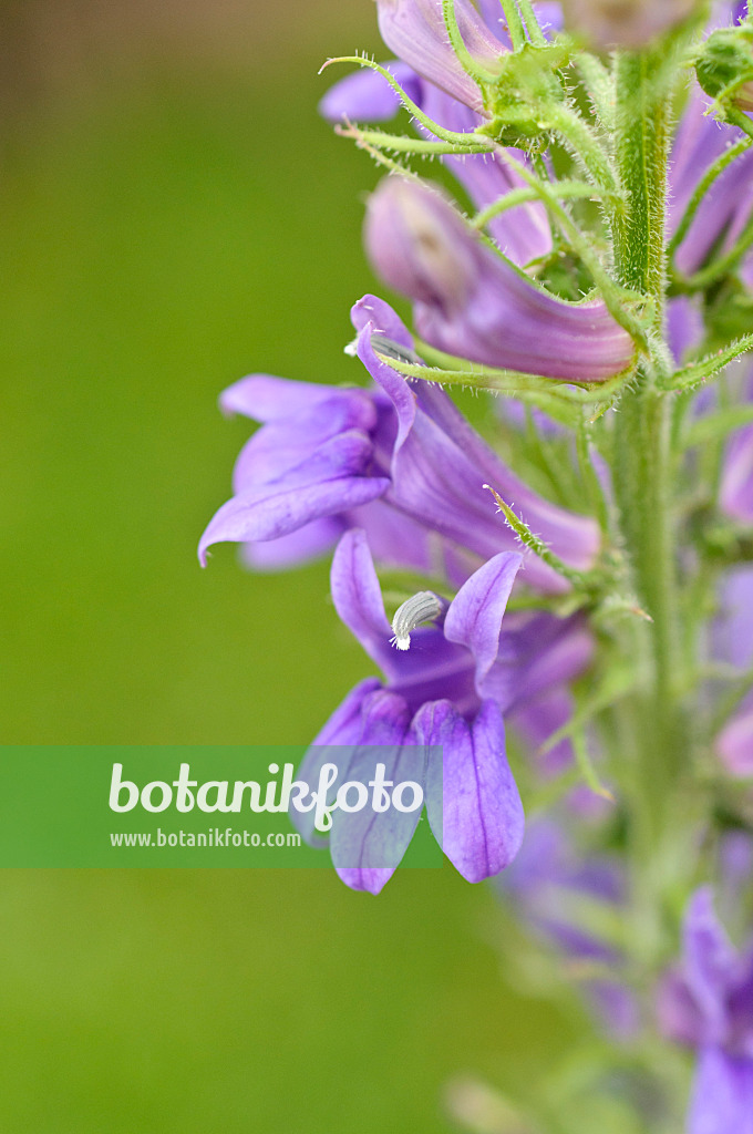 486154 - Great blue lobelia (Lobelia siphilitica)