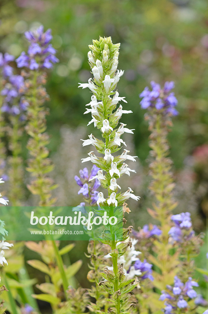 536044 - Great blue lobelia (Lobelia siphilitica 'Alba')