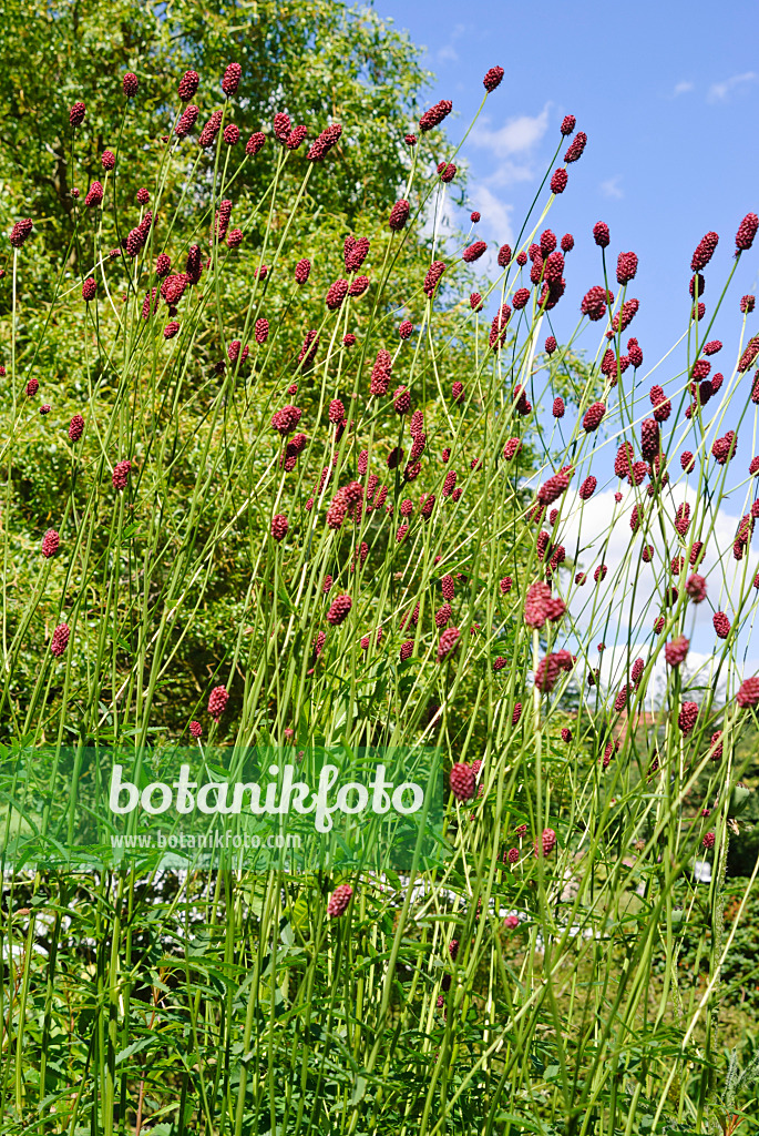 500204 - Great burnet (Sanguisorba officinalis)