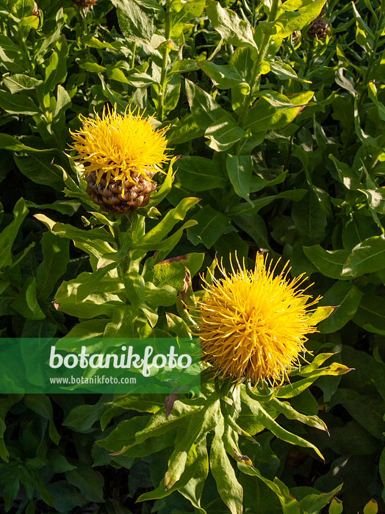 415013 - Great golden knapweed (Centaurea macrocephala)