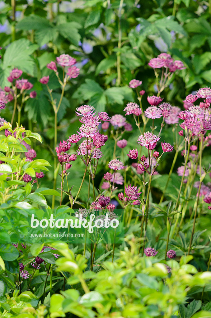 521292 - Great masterwort (Astrantia major)