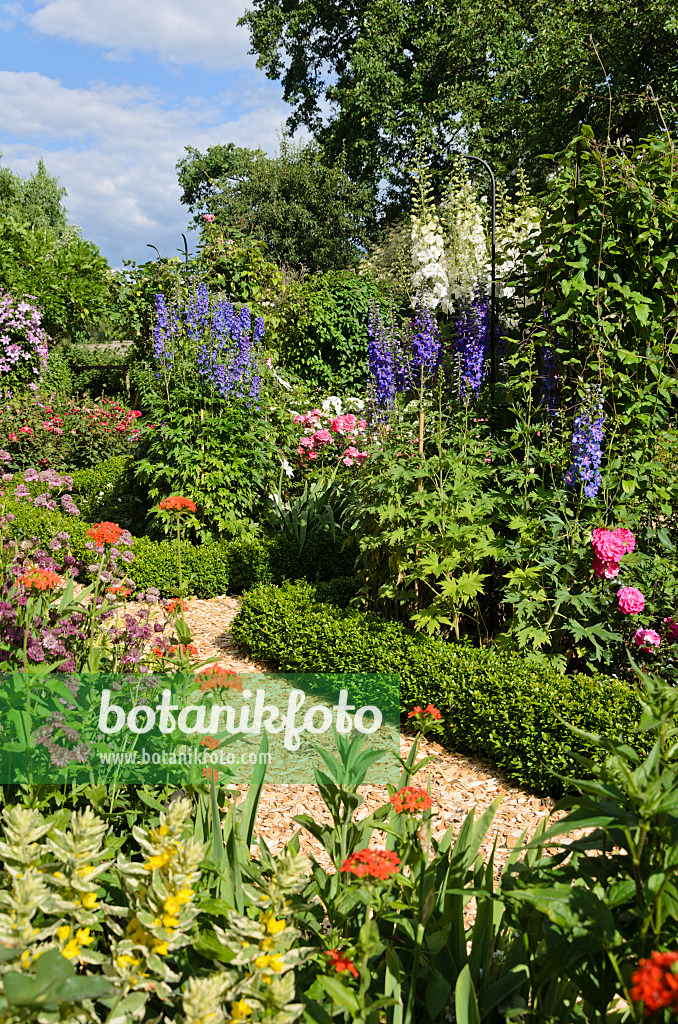 534055 - Great masterwort (Astrantia major), Maltese cross (Lychnis chalcedonica syn. Silene chalcedonica), larkspur (Delphinium elatum) and roses (Rosa)